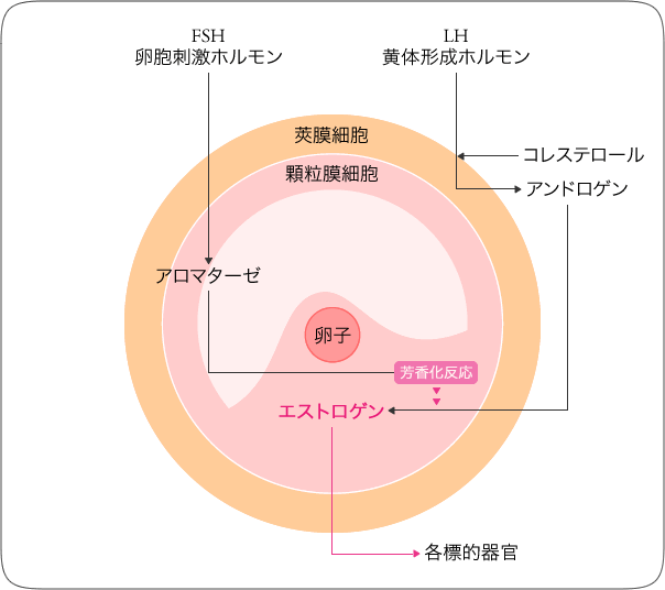 図2 卵胞期におけるエストロゲン産生の機序