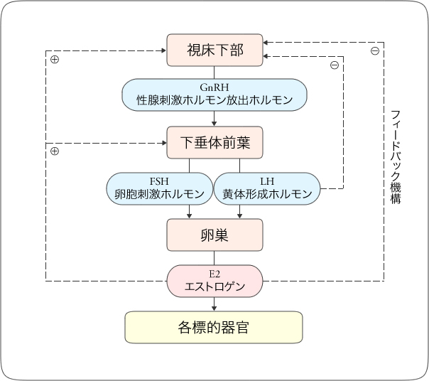 図1 エストロゲンの分泌と調節機構