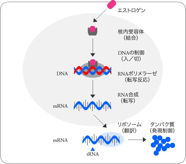 図2 標的細胞におけるエストロゲンの作用