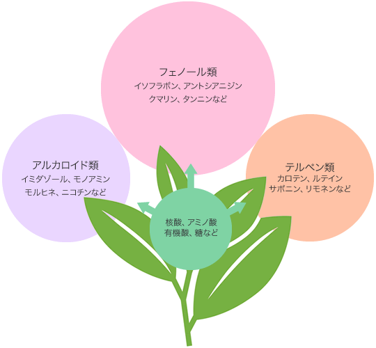 図1 植物の主な代謝産物