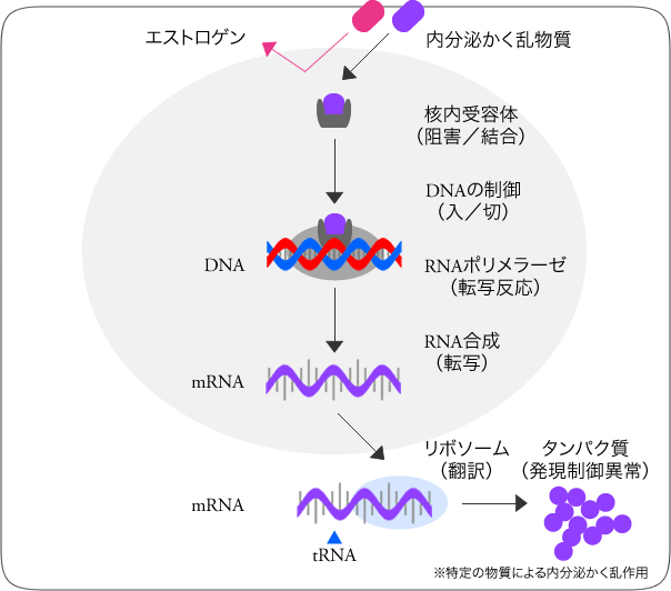 図3 標的細胞における内分泌かく乱物質の作用